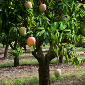 Mango Tree Yercaud