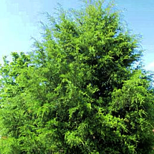 Red Cedar Tree Yercaud