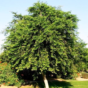 Rosewood Tree Yercaud