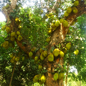Jack Fruit Tree Yercaud