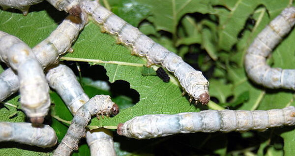 Silk Farm in Yercaud - Skill of breeding silk worms and producing silk