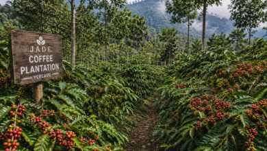 Coffee plants laden with ripe coffee cherries at Jade Coffee Plantation Yercaud